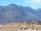 Trekking en el Valle del Colca