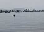 Delfines a la salida del puerto de Paracas