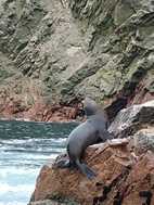 Islas Ballestas