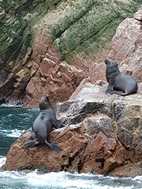 Islas Ballestas