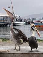 Islas Ballestas