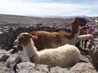 Vicuñas en el Mirador de Patapampa