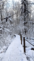 Oak Tree Trek, PN Bialowieza