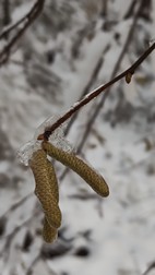 Oak Tree Trek, PN Bialowieza