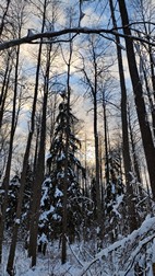 Zebra Zubra, Parque Nacional de Bialowieza