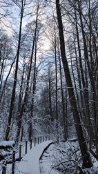Zebra Zubra, Parque Nacional de Bialowieza