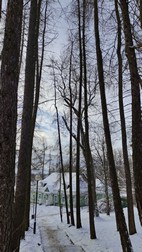 Parque de Palacio, Bialowieza