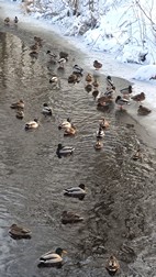 Parque de Palacio, Bialowieza