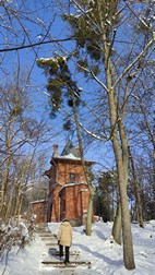 Parque de Palacio, Bialowieza