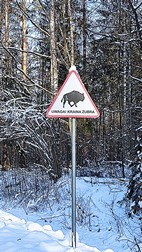 Oak Tree Trek, PN Bialowieza
