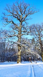Oak Tree Trek, PN Bialowieza