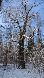 Oak Tree Trek, PN Bialowieza