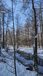 Oak Tree Trek, PN Bialowieza