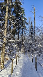 Oak Tree Trek, PN Bialowieza