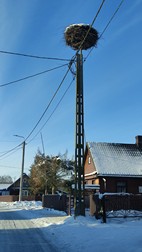 Oak Tree Trek, PN Bialowieza