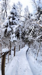 Zebra Zubra, Parque Nacional de Bialowieza
