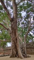 Anuradhapura World Heritage Site