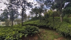Plantaciones de té, Haputale