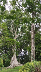 Perennizara Botanic Gardens