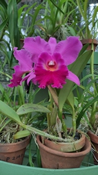 Perennizara Botanic Gardens