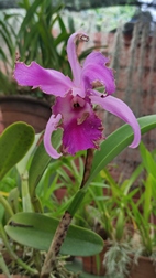 Perennizara Botanic Gardens