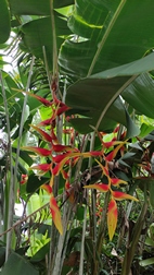 Perennizara Botanic Gardens