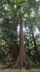 Perennizara Botanic Gardens