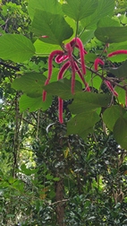 Perennizara Botanic Gardens