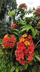 Perennizara Botanic Gardens