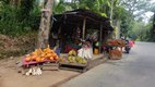 Sri Lanka desde el asiento de atras de un tuktuk