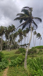 Playa de Rekawa