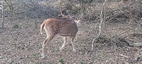 Yala National Park