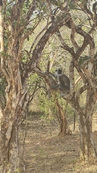 Yala National Park