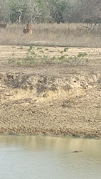 Yala National Park