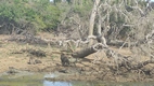 Yala National Park