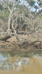 Yala National Park
