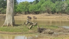Yala National Park