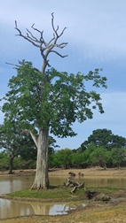 Yala National Park