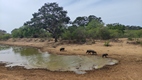 Yala National Park