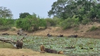 Yala National Park