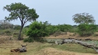 Yala National Park