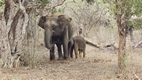 Yala National Park