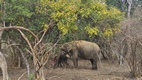 Yala National Park