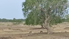 Yala National Park