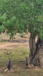 Yala National Park
