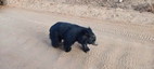 Yala National Park