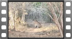 Yala National Park
