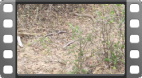 Yala National Park
