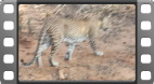 Yala National Park