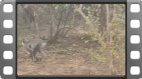 Yala National Park